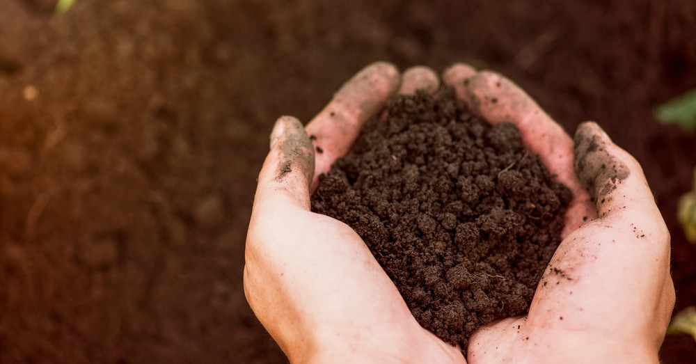 Cómo elegir el sustrato adecuado de las plantas