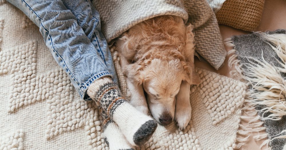 Cuidados del perro en invierno, qué necesita en meses de frío