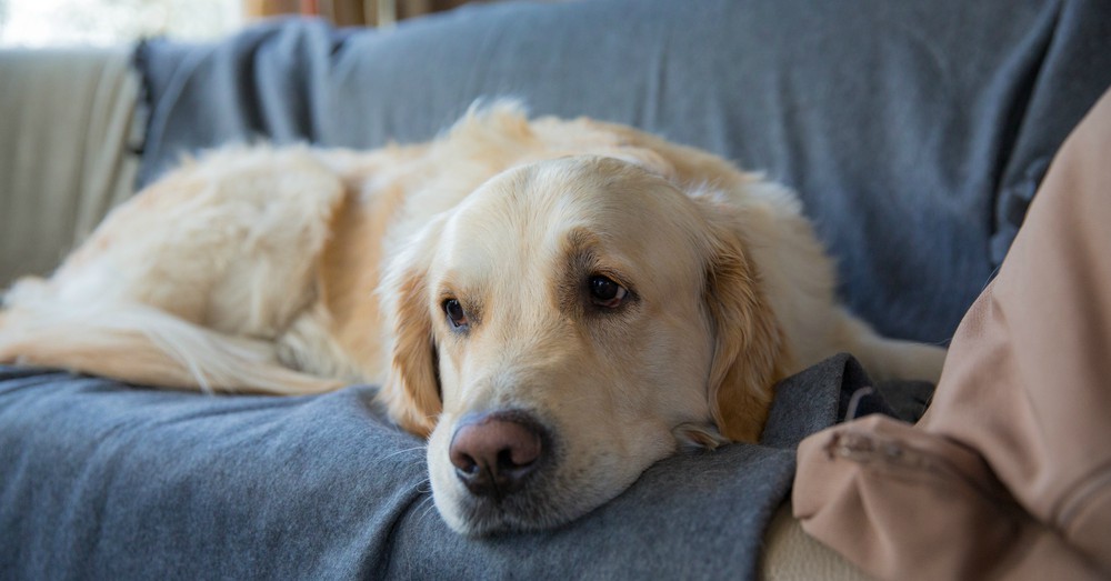 ¿Pasan frío los perros?