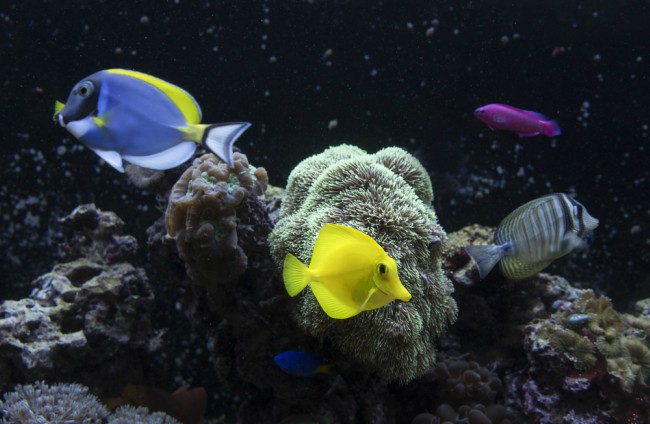 guia-iniciacion-acuariofilia-alimentar-peces