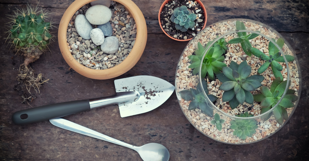 DIY Cómo hacer un terrario de plantas suculentas