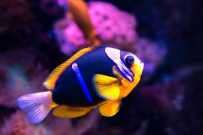 iniciacion-acuariofilia