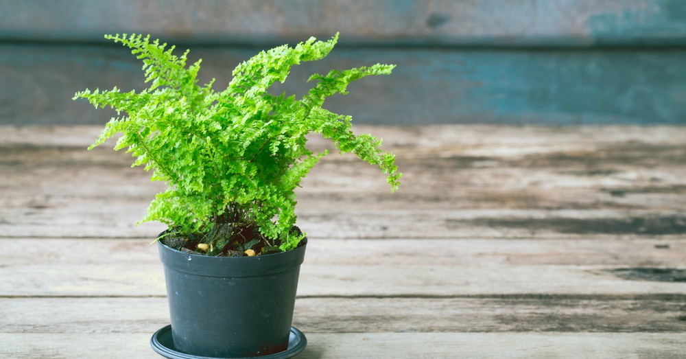 Plantas de interior resistentes
