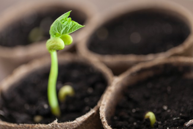 razoner-tener-plantas-casa