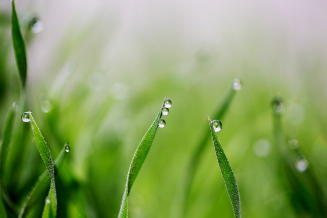 Cuidados del césped en invierno