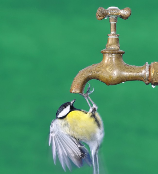 Tanto en la naturaleza como en cautividad, el agua es fundamental en la dieta de las aves