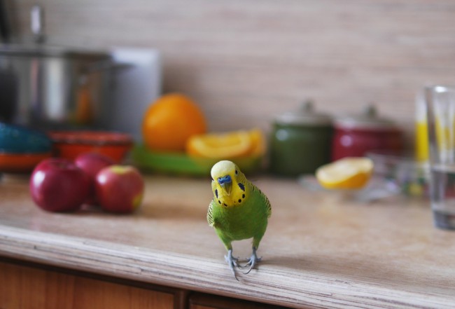 Si bien la fruta y la verdura son fundamentales para las aves, es importante conocer los detalles de cada especie para darles las idóneas para sus dietas