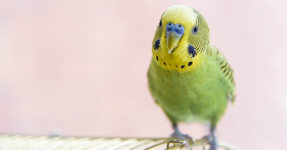 La alimentación natural en aves
