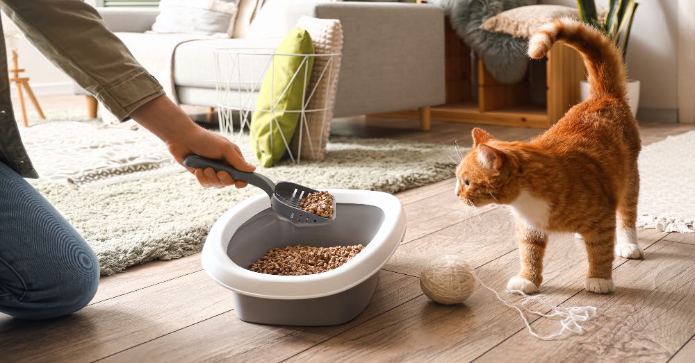 Cómo elegir arena para gatos