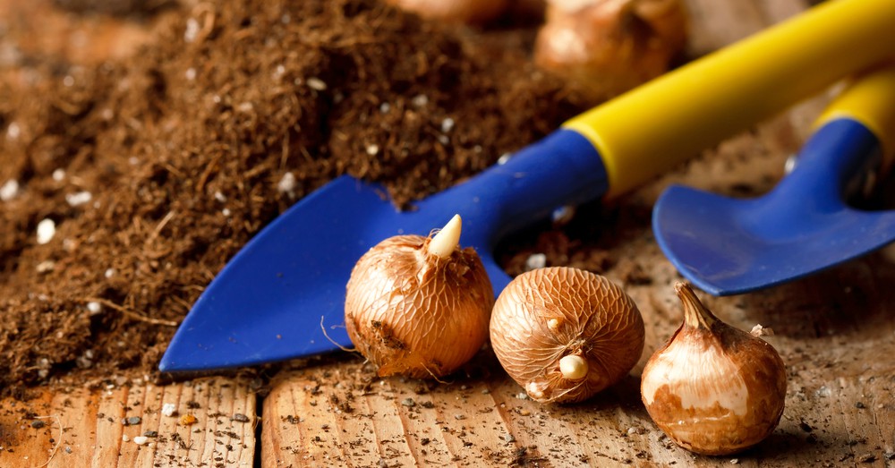 Bulbos de primavera que se plantan en febrero