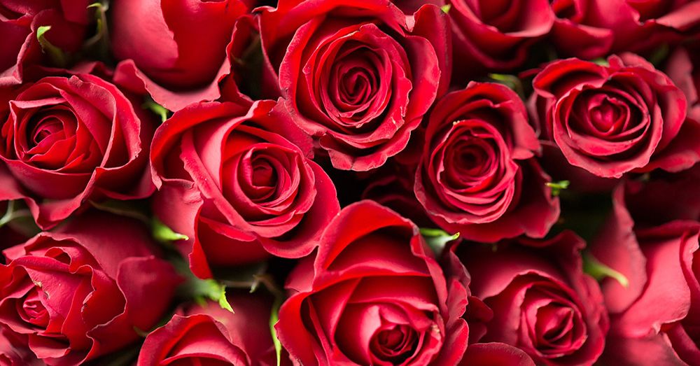 San Valentín: regalar flores