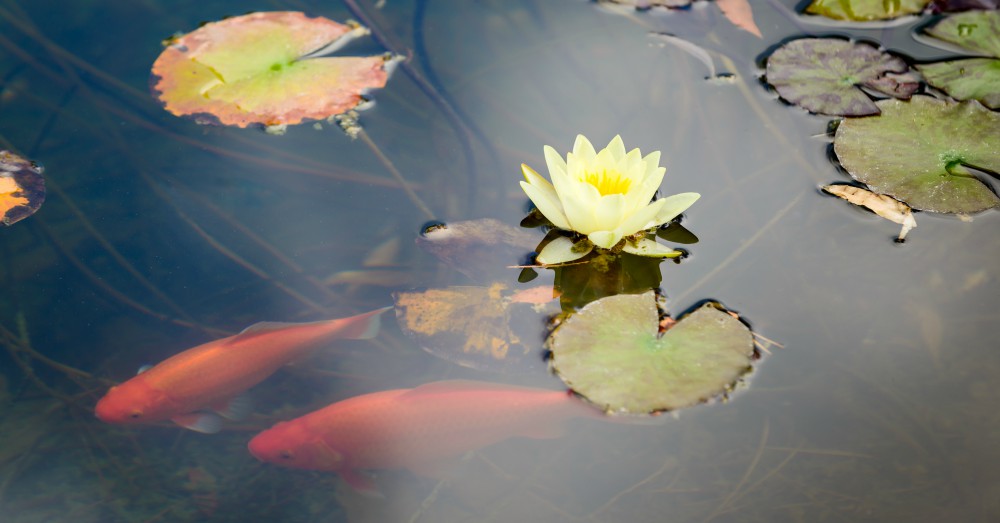 Cómo hacer un estanque para el jardín
