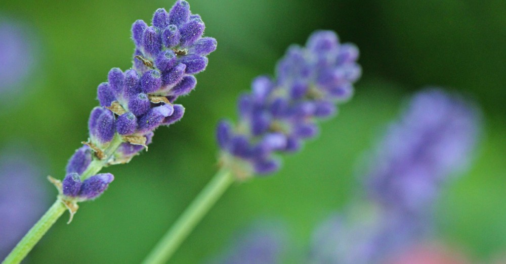 Detalle de flores de Lavanda