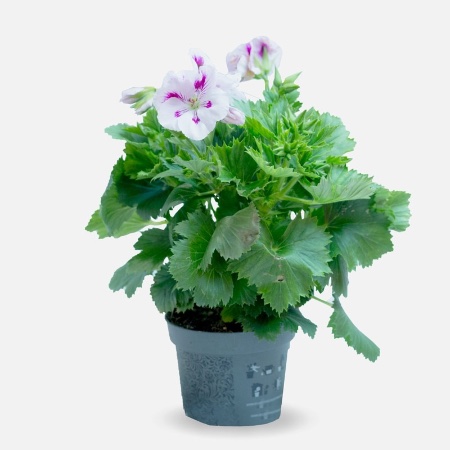 Geranio pensamiento en maceta