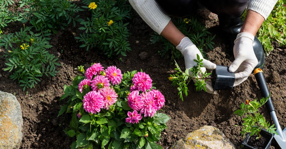 Cinco plantas con flor para la primavera