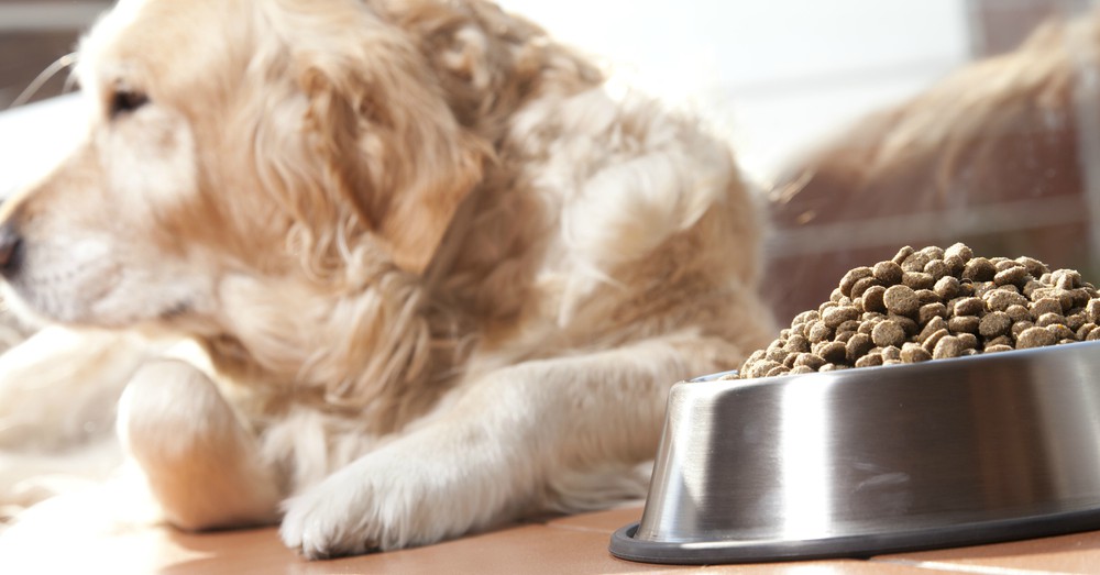 Alimentación natural para perros
