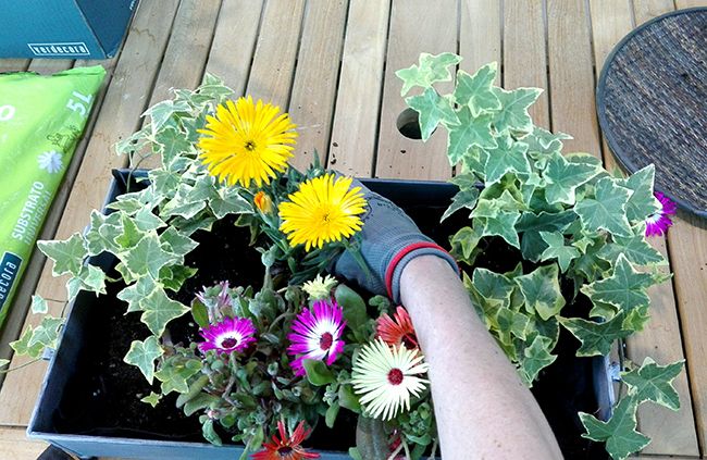 Hacer centro de mesa con plantas de primavera