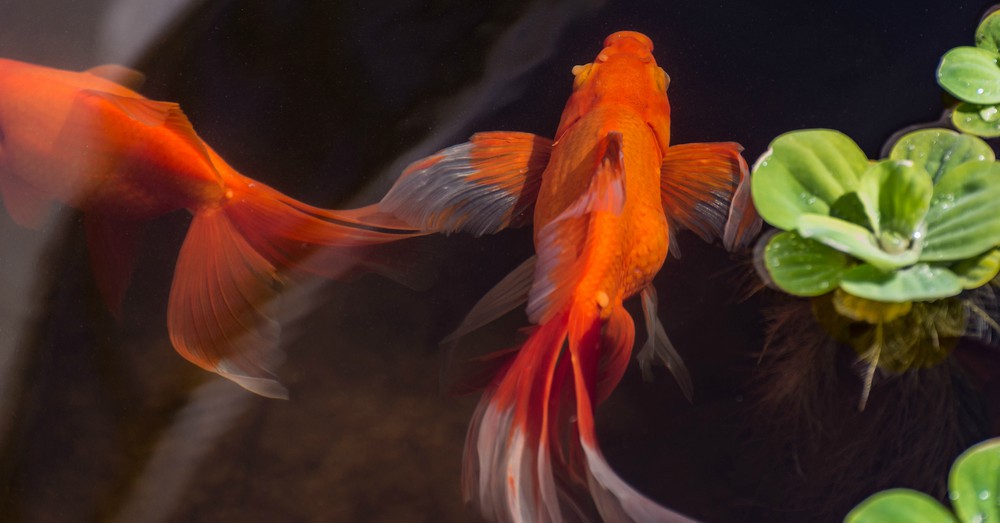 Elegir peces de estanque