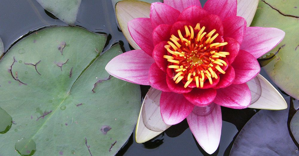 Cómo plantar plantas de estanque