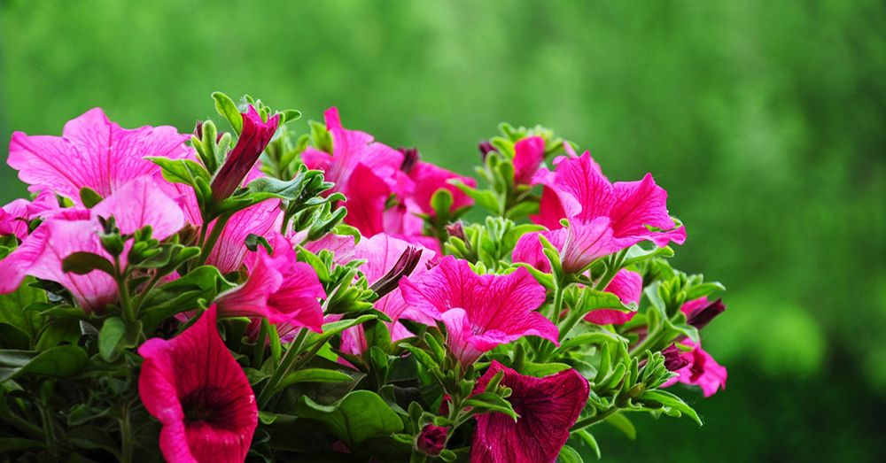 Surfinias: consejos para cultivarlas