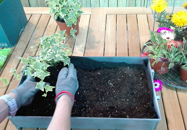 DIY Centro de mesa con plantas