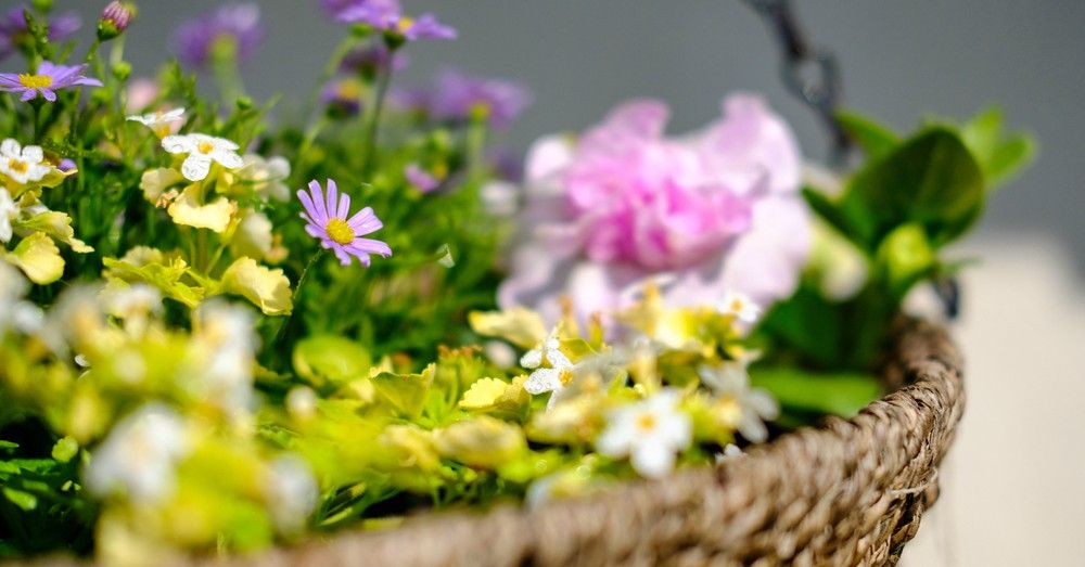 Las mejores plantas para tiestos colgantes
