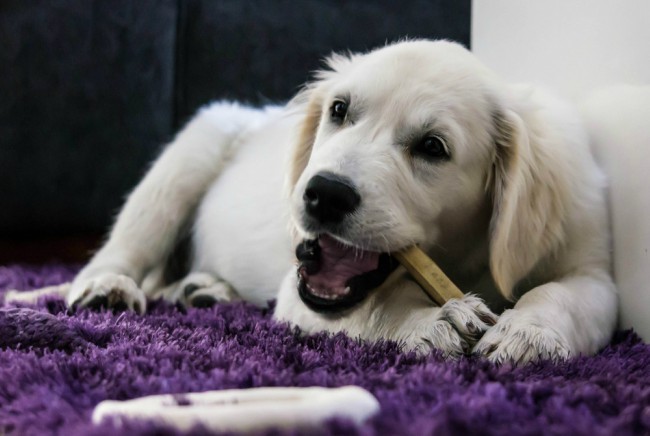 Snacks dentales para perros