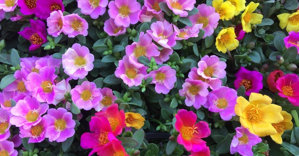 Cuidados de la Portulaca
