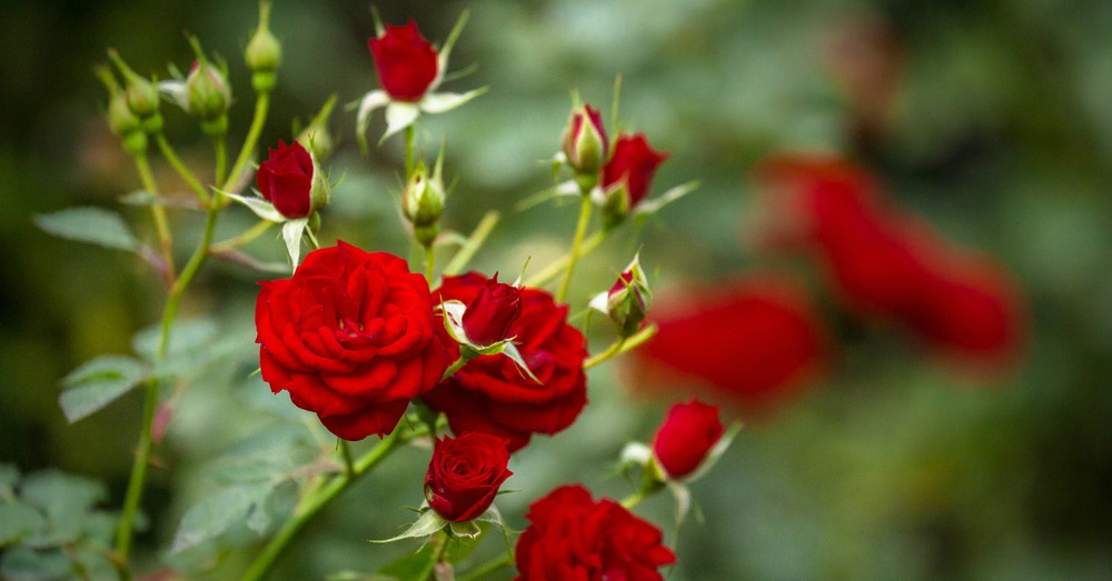 Cuidados del rosal