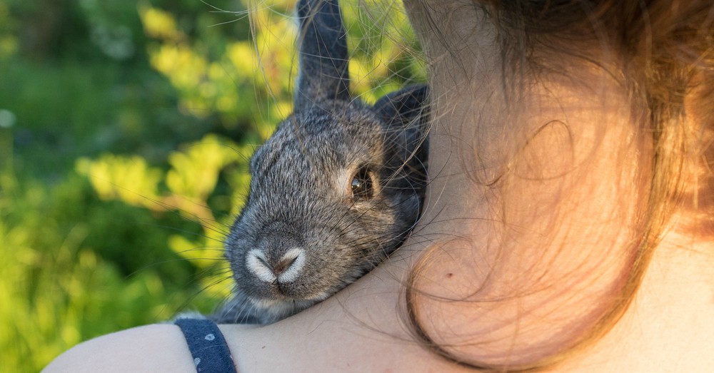 Paseo de conejos y cobayas
