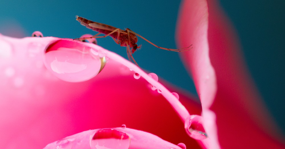 Plagas del jardín en verano