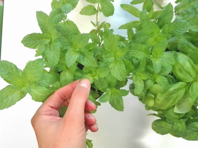 Plantas aromáticas para cubitos de hielo