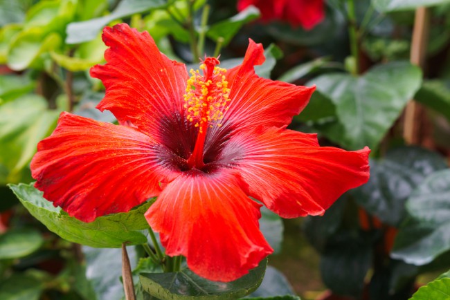 Planta de Hibiscus