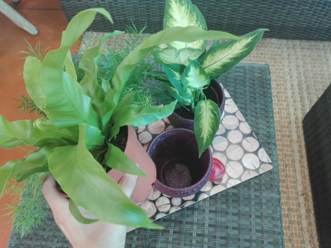 Plantas verdes de interior