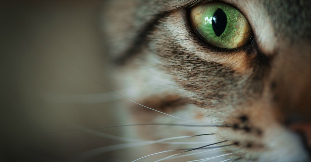 Cómo es el lenguaje corporal del gato