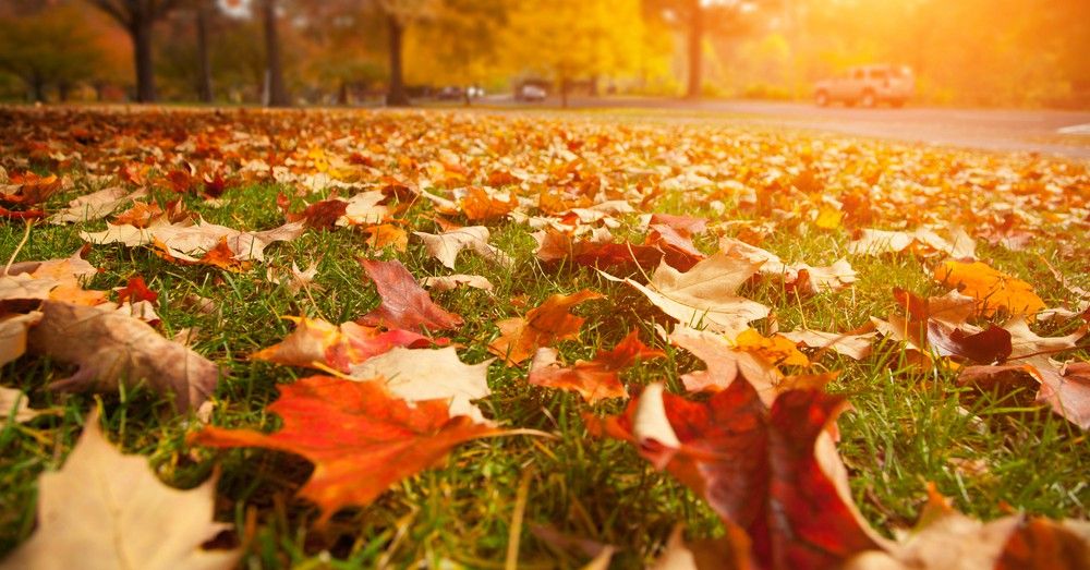 Cuidados del césped en otoño