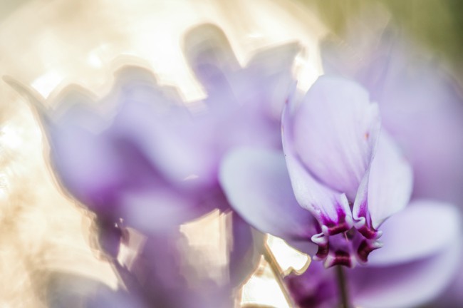 Flores de Cyclamen