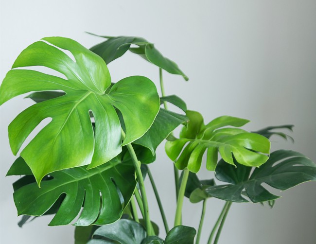Costilla de Adán o Monstera