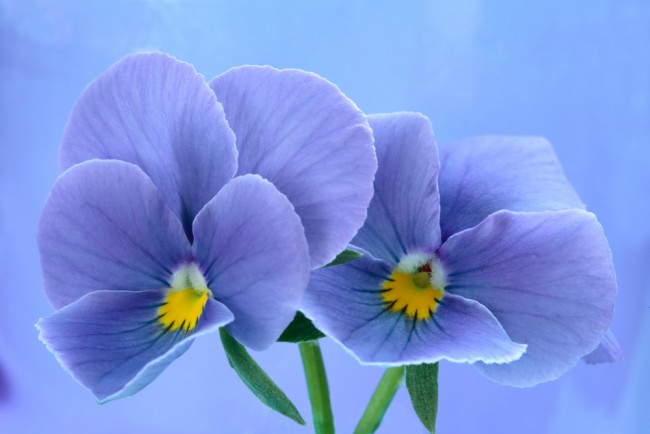 Flor del Pensamiento