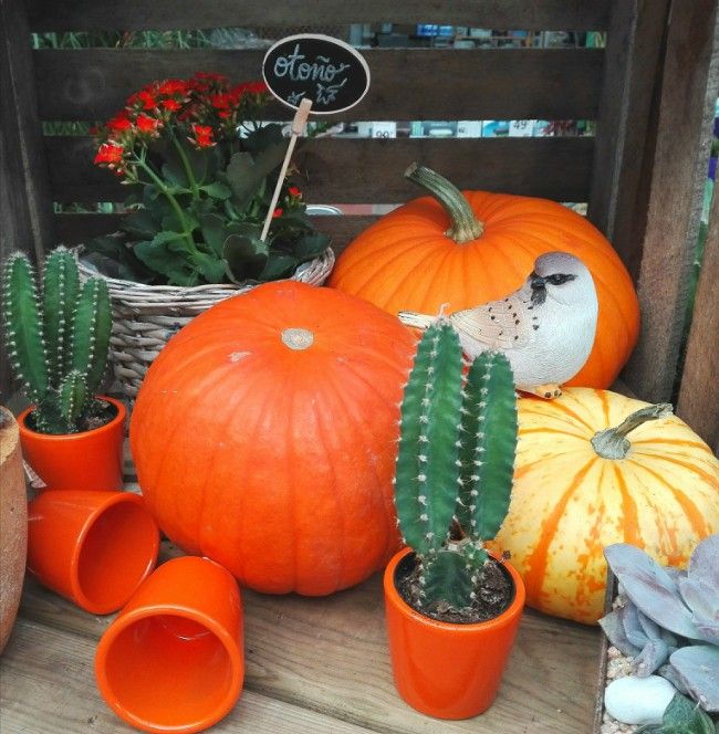 Calabazas para decorar el otoño