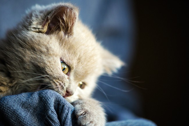 Cachorro de gato