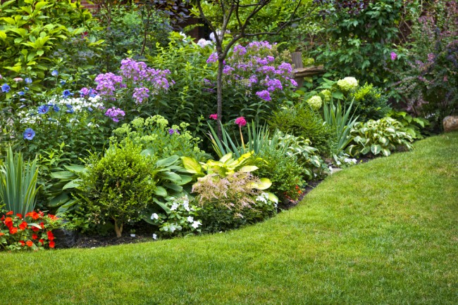 Plantas para rocalla