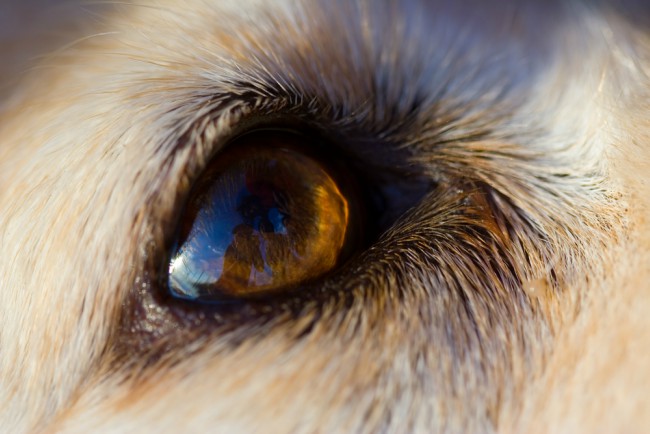 Motivos para adoptar un perro