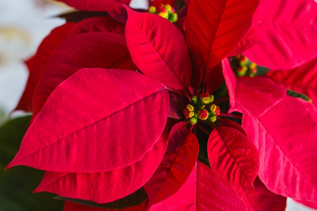 Flor de Pascua
