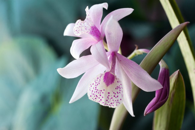 Orquídea