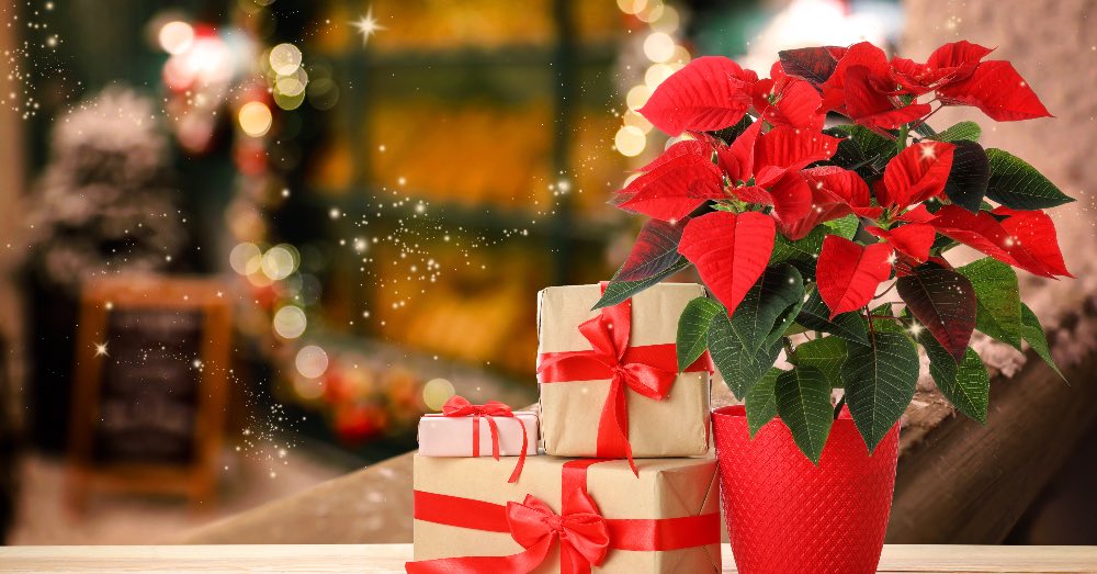 5 Ideas de plantas para regalar en Navidad