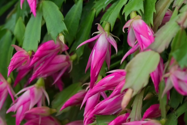 Plantas para regalar en Navidad: Cactus de Navidad