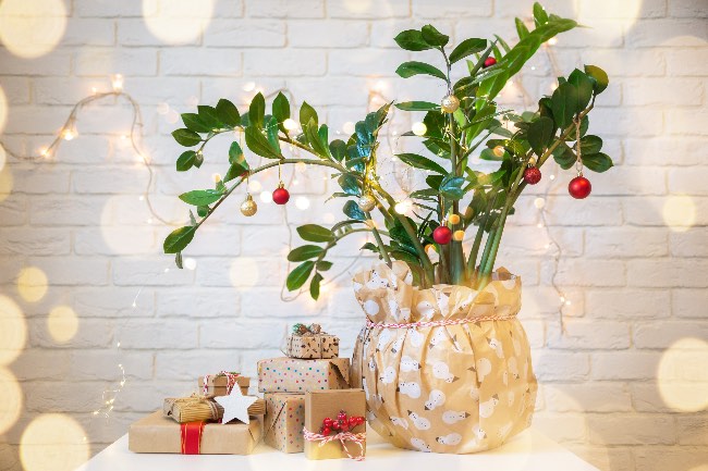 Ideas para regalar plantas en Navidad