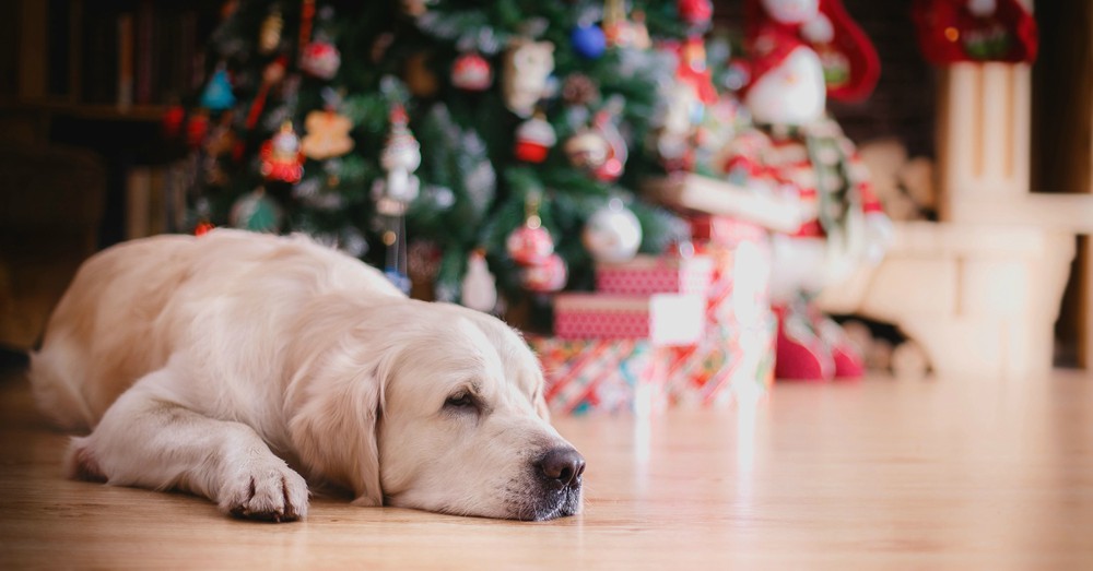 Regalos para mascotas: ¿qué regalarles?