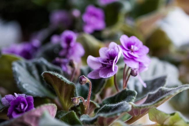 Violeta africana